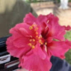 Meet your Posher, Anika